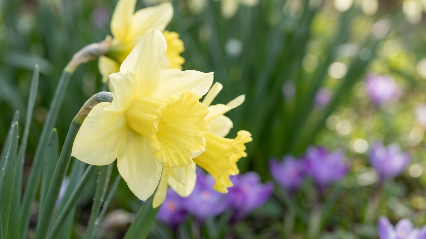 Arrêtez de couper vos jonquilles fanées comme ça : c'est pour ça qu'elles ne reviennent plus