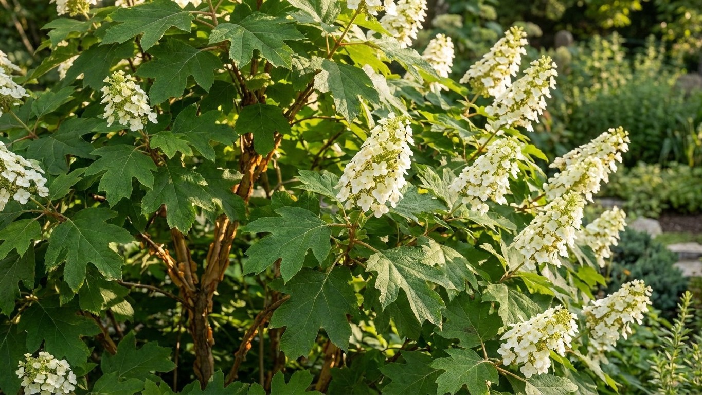 Hortensia quercifolia : l'hortensia à feuilles de chêne, rustique et original