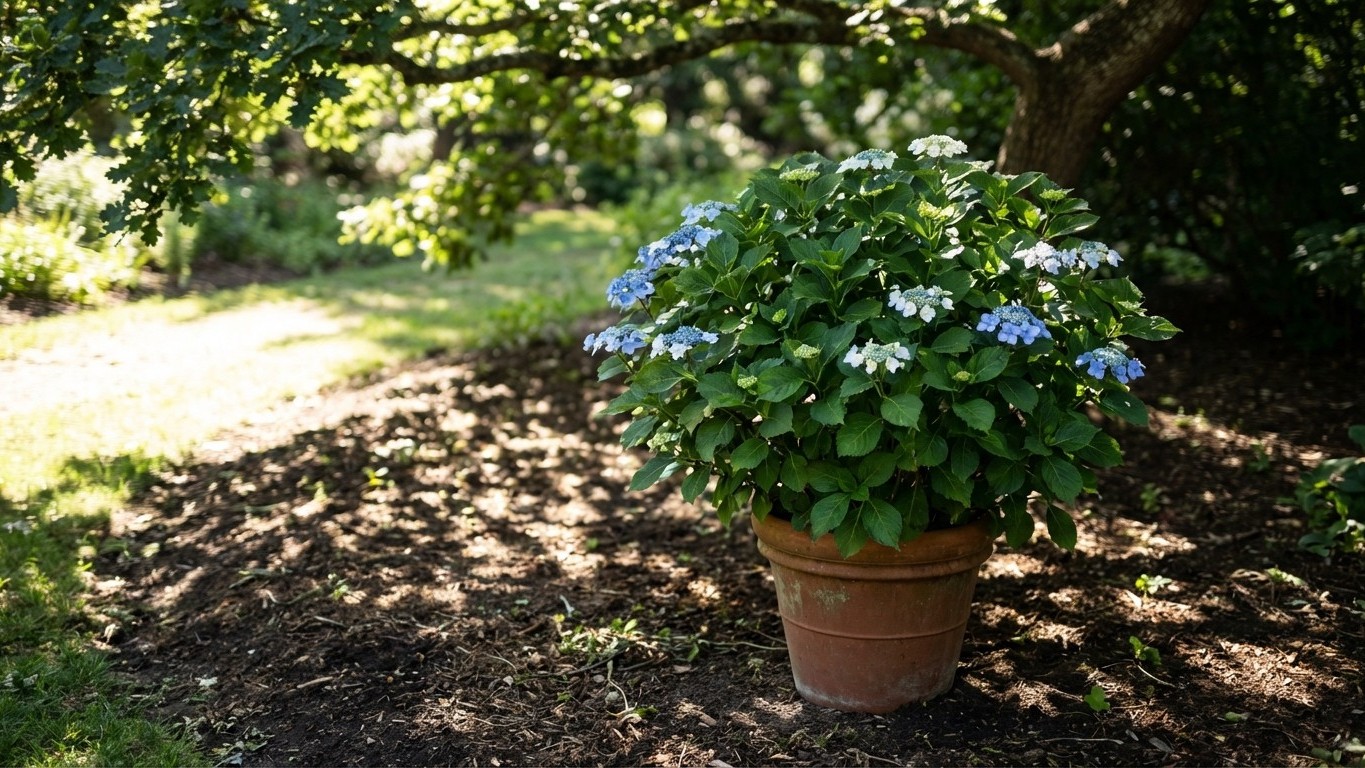« Mes hortensias ne fleurissaient jamais » : cet emplacement que 8 jardiniers sur 10 choisissent est le pire