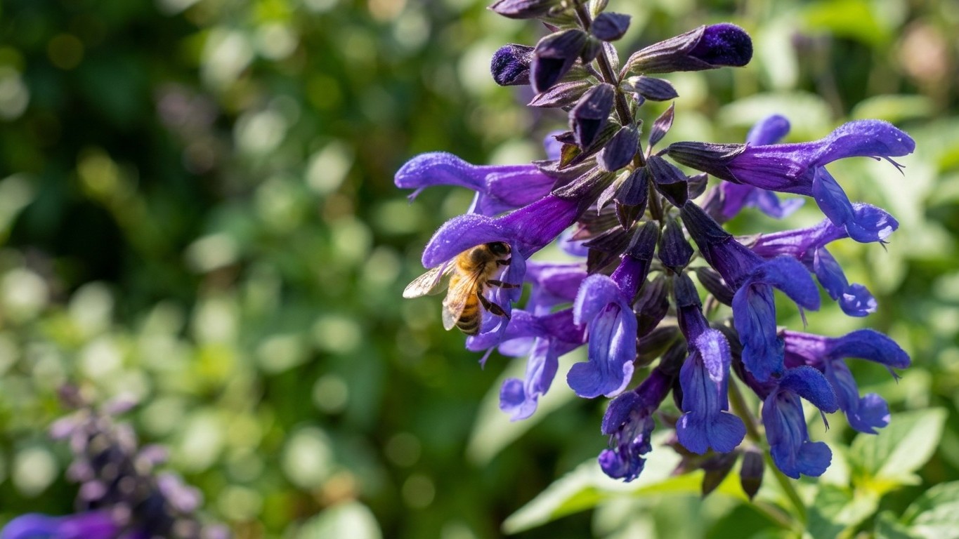 « Tout le monde l'arrache » : cette plante attire 10 fois plus de pollinisateurs que la lavande
