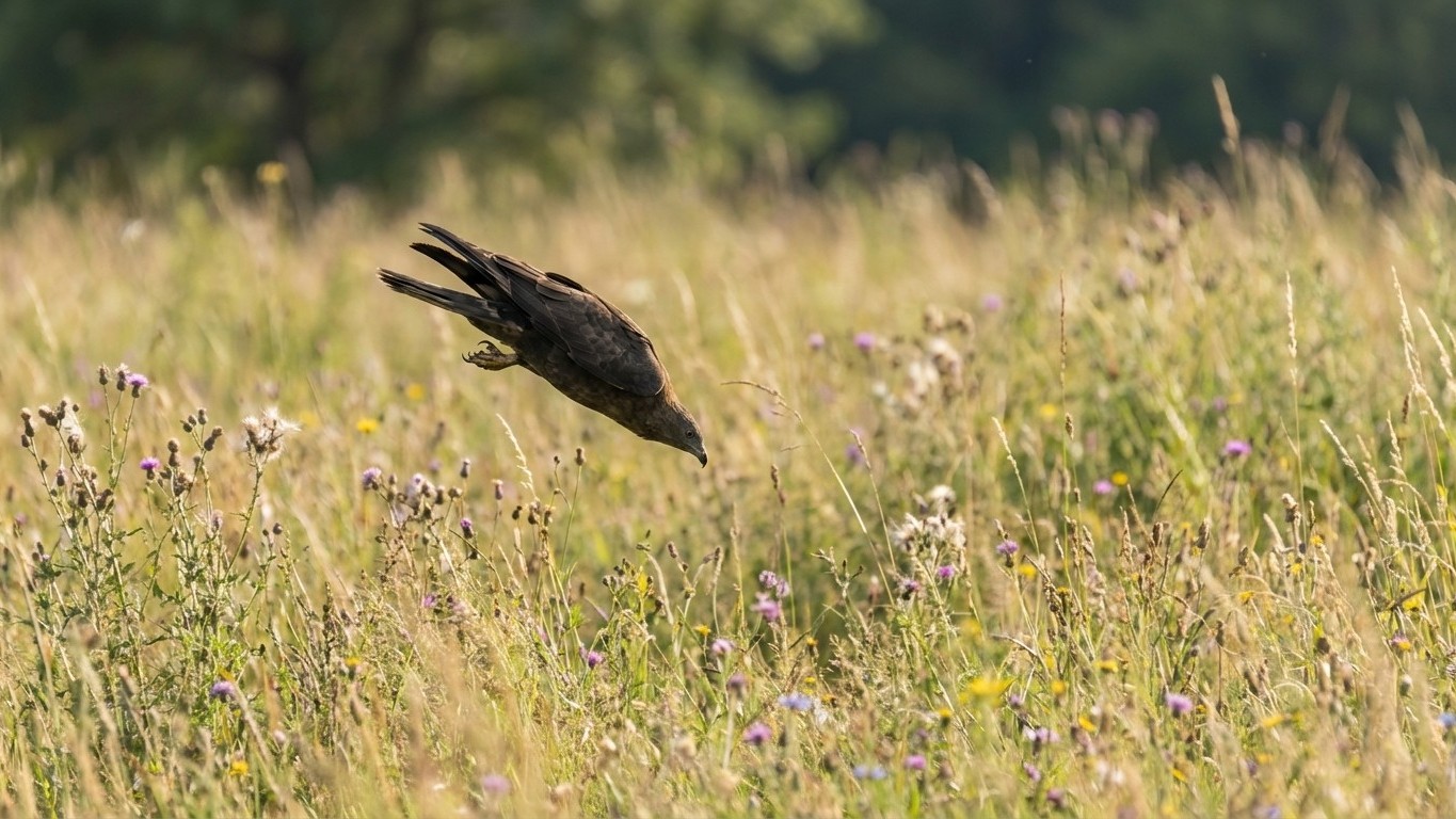 « Arrache pas cette herbe ! » : ce que mon voisin laisse pousser au jardin attire le seul prédateur du frelon asiatique