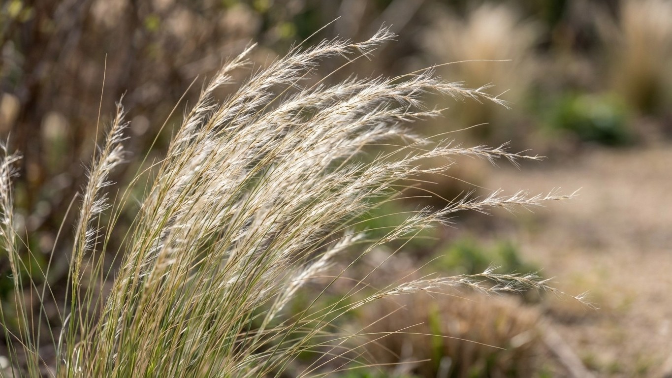 Ces graminées qu'on plante en avril ne demandent plus une goutte d'eau dès juin