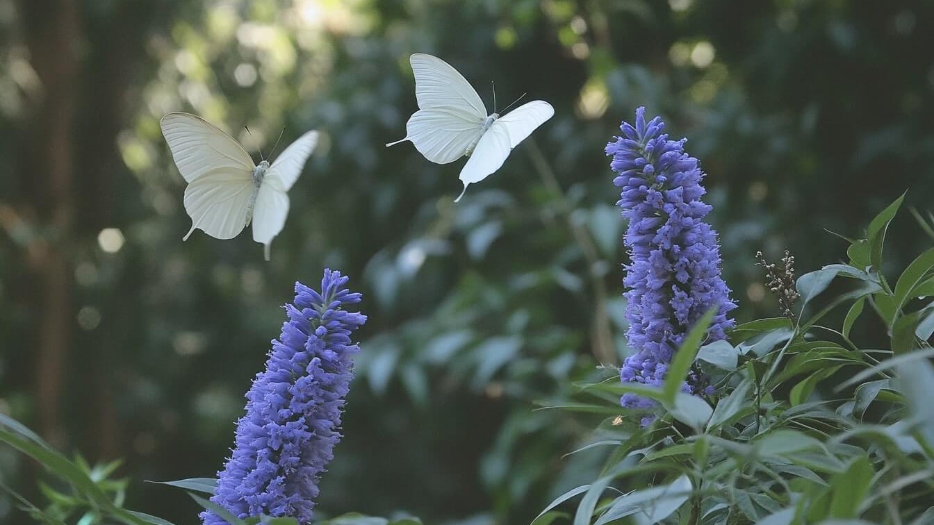Les pépiniéristes n'arrivent plus à fournir cet arbuste qui rend l'arbre à papillons obsolète