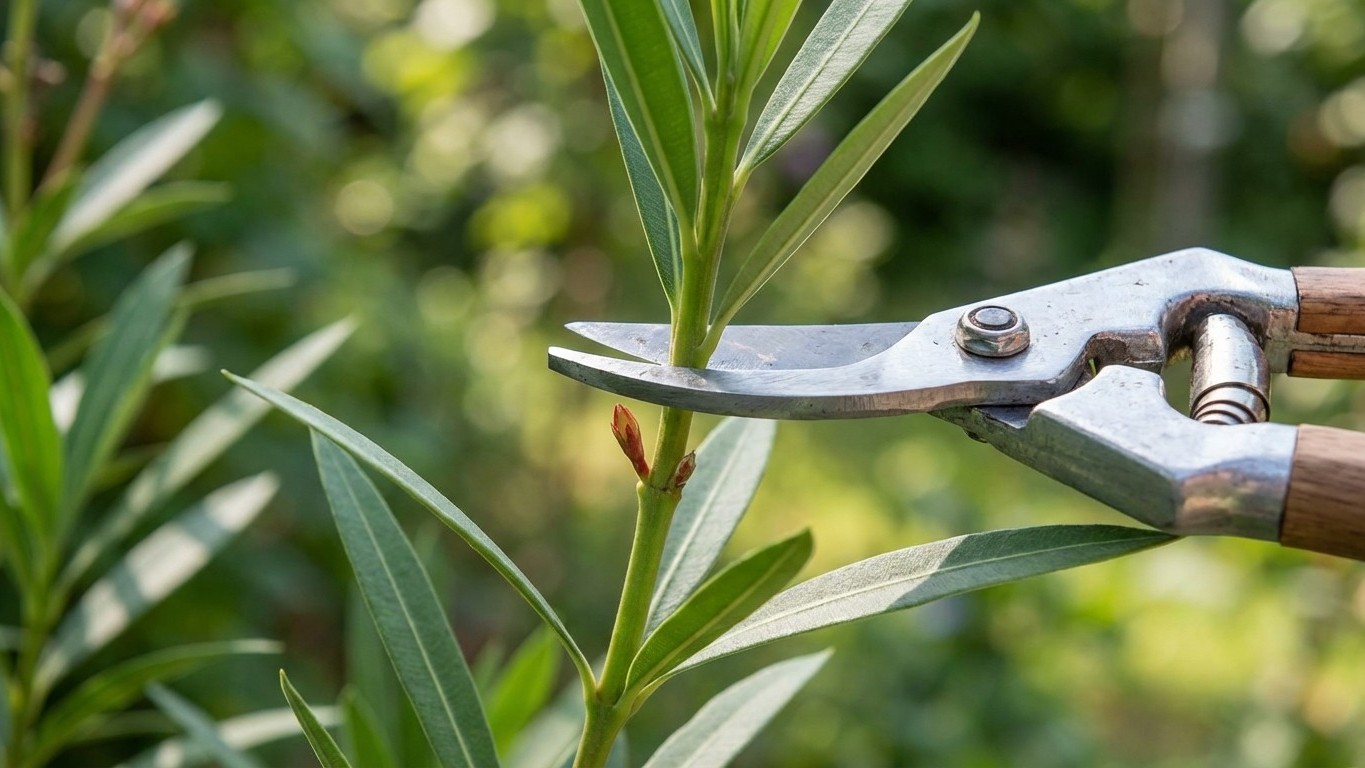 Les pépiniéristes ne taillent jamais leur laurier-rose sans vérifier cette bande de 5 cm sur chaque tige