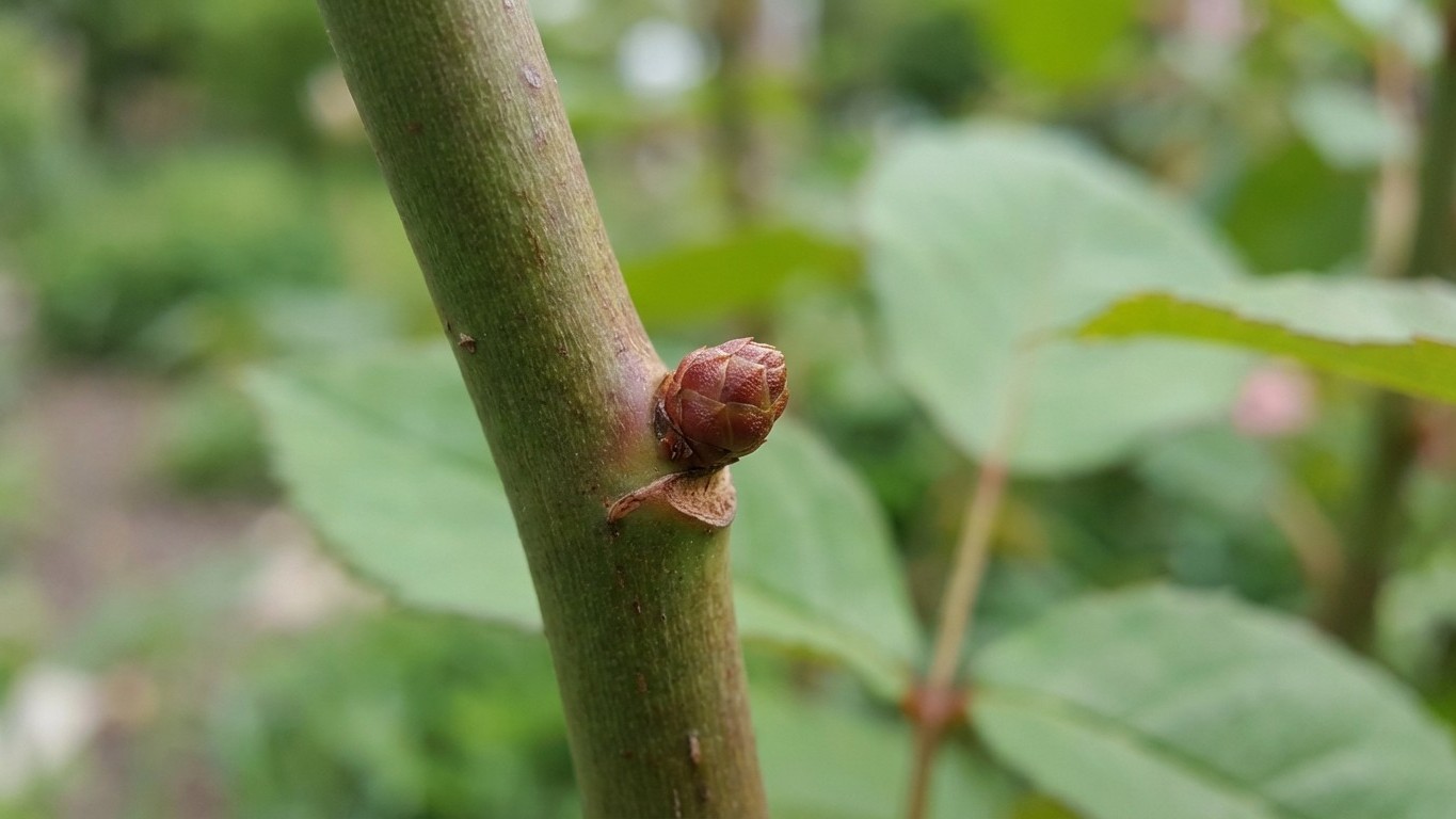 Si vous taillez vos rosiers sans repérer ce petit renflement sur la tige, ne cherchez plus pourquoi ils ne fleurissent pas
