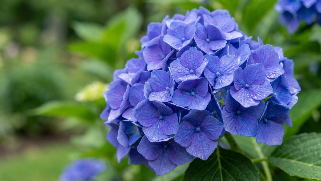 Cet engrais gratuit que tout le monde verse au jardin en mai est la raison pour laquelle vos hortensias bleus virent au rose
