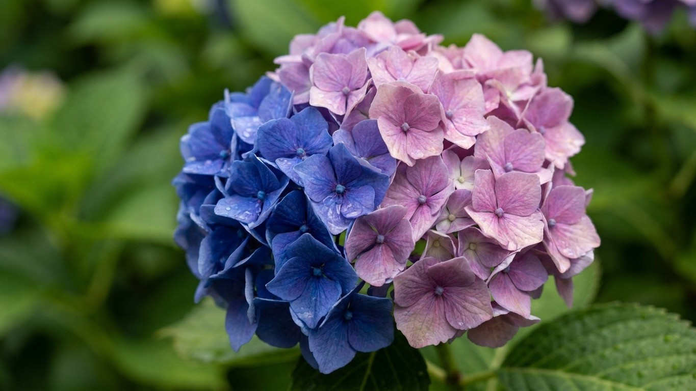 J'ai arrosé mes hortensias bleus au robinet tout le mois de mai : en juin, je ne reconnaissais plus la couleur
