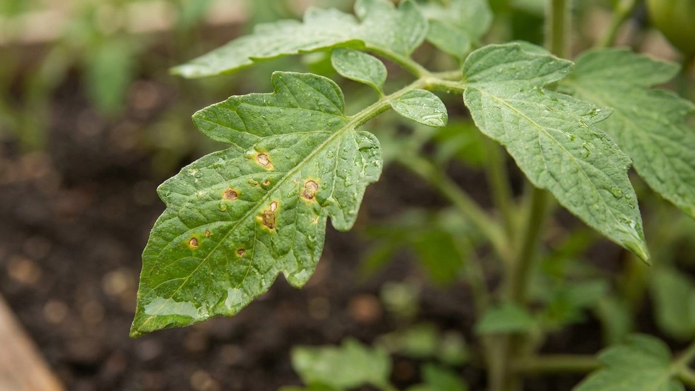 J'ai planté mes tomates à 80 cm des pommes de terre mi-mai : en 8 jours, les taches brunes avaient déjà sauté d'un rang à ...
