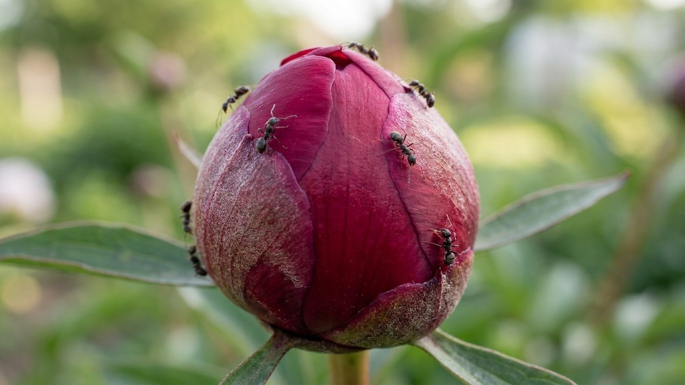 Je pulvérisais mes boutons de pivoines chaque printemps à cause des fourmis : le jour où j'ai laissé faire, j'ai enfin com...