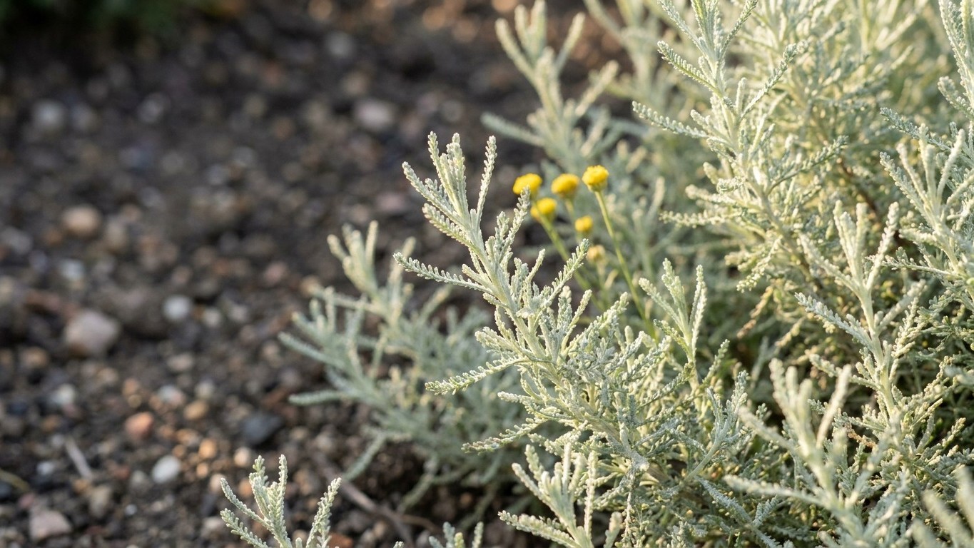 Les anciens ne bordaient jamais leurs allées avec du buis : ils utilisaient cette plante grise que la pyrale ne touche pas