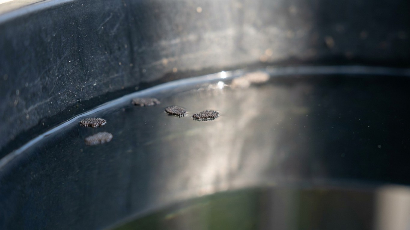 Mon récupérateur d'eau de pluie était devenu une nurserie à moustiques tigres : une seule nuit sans couvercle et j'ai comp...