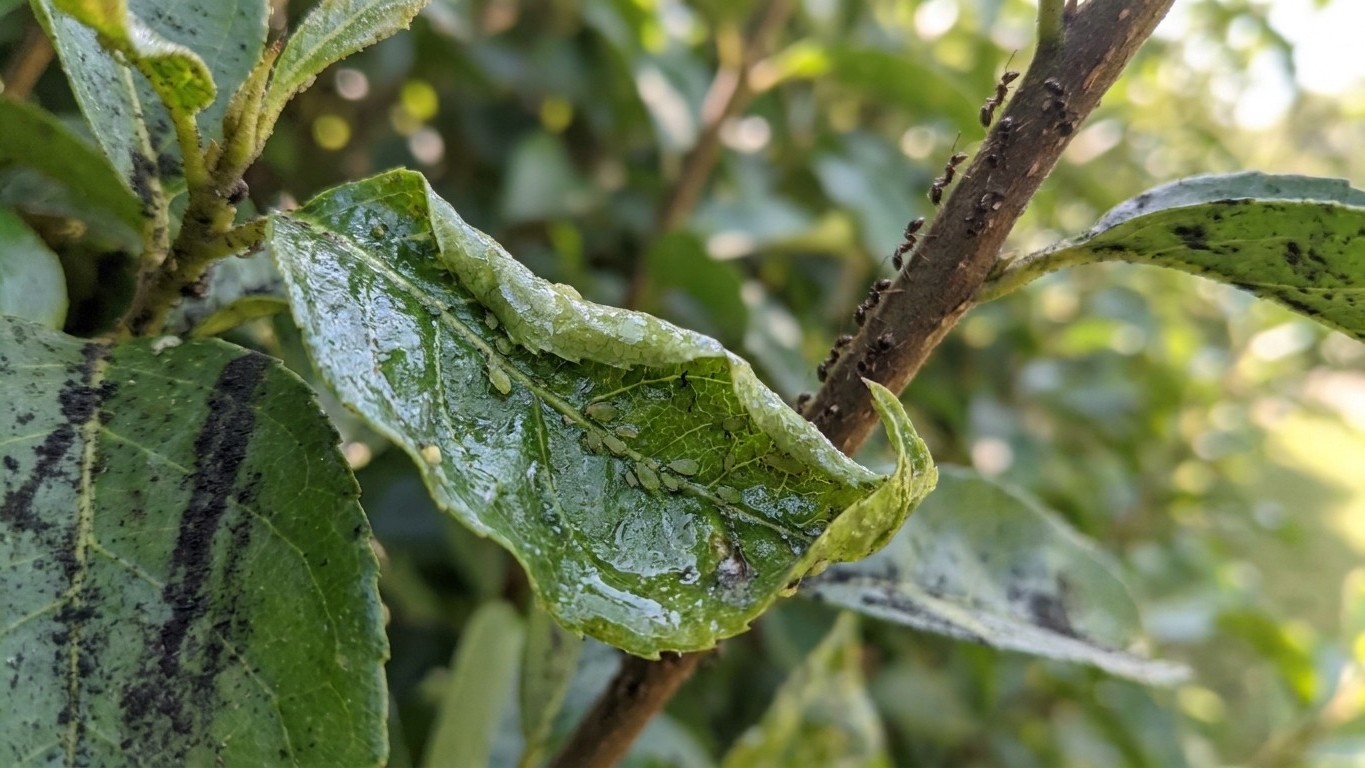 Pucerons sur haie : traitement naturel et bio pour en venir à bout durablement
