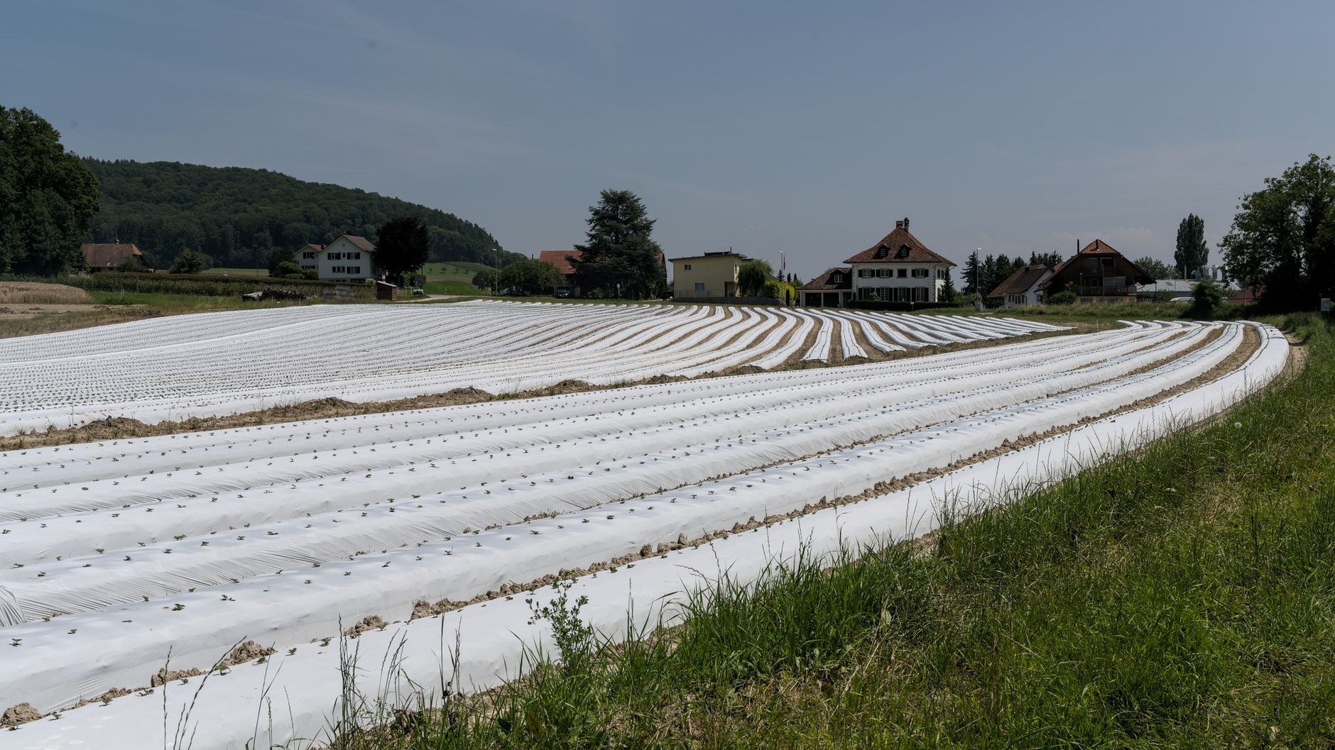 Fini le voile P17 posé à plat qui cède sous les grêlons : ce filet incliné sauve tomates et courgettes en pleine averse