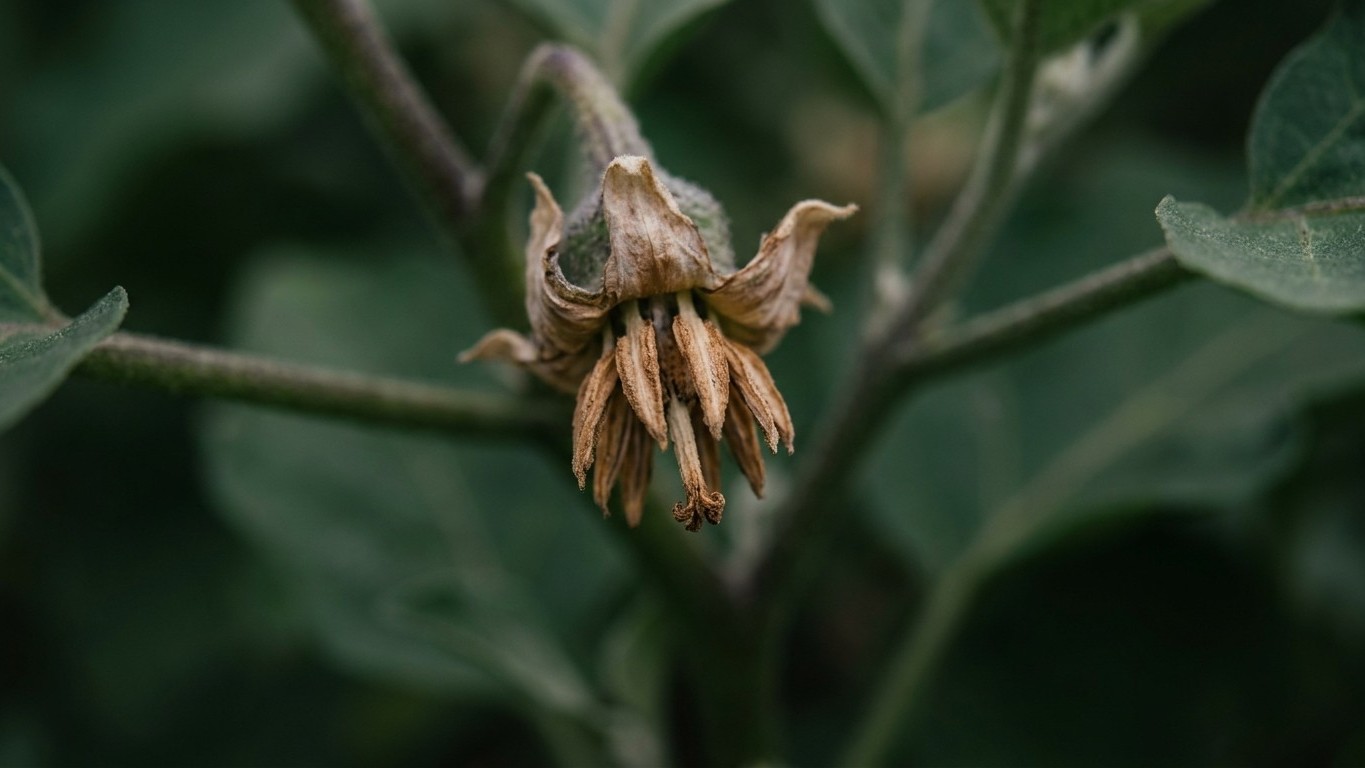 J'ai forcé sur l'engrais azoté pour muscler mes aubergines : quand j'ai regardé le centre des fleurs en juillet, j'ai comp...