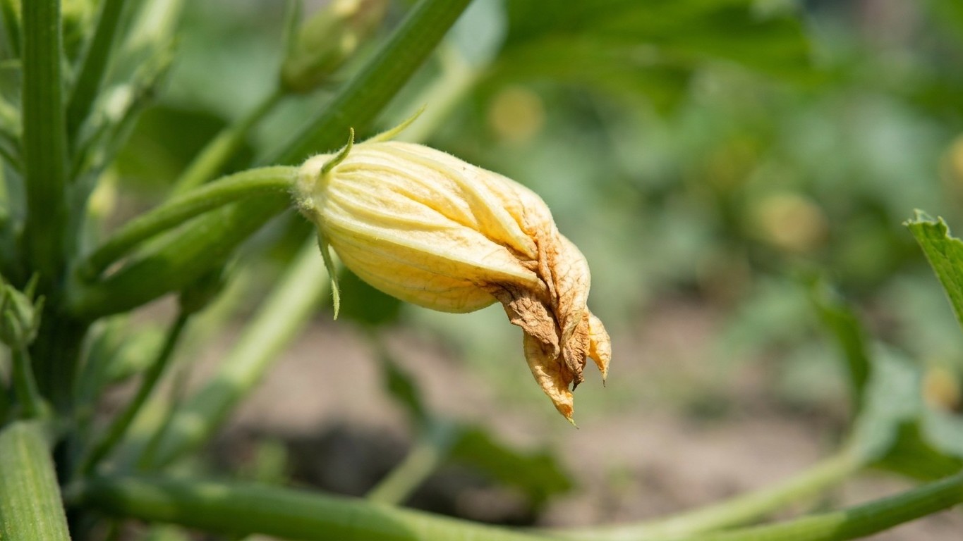 « Je pensais avoir trop arrosé mes courgettes » : pourquoi les fruits qui pourrissent à 5 cm en juillet sont un signal des...