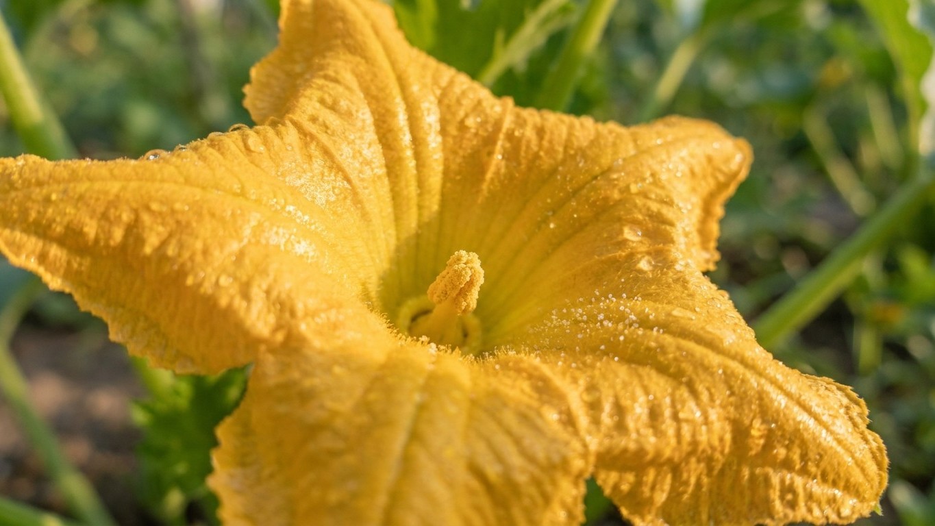 « Je pensais qu'une fleur mâle restait bonne toute la journée » : pourquoi le pollen récolté après 10h ne féconde plus rien