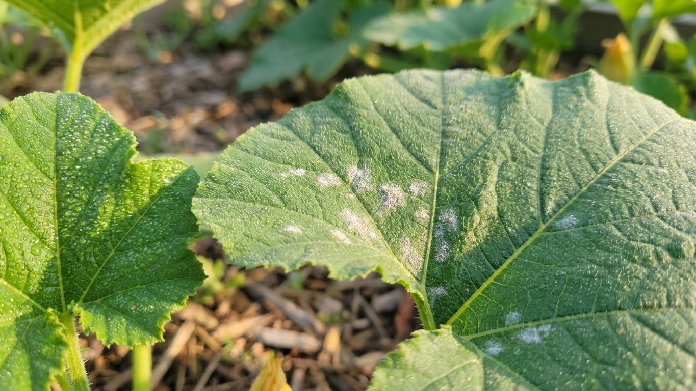 « Je pensais que c'était le soleil qui brûlait les feuilles » : pourquoi les potirons arrosés en fin de journée jaunissent...