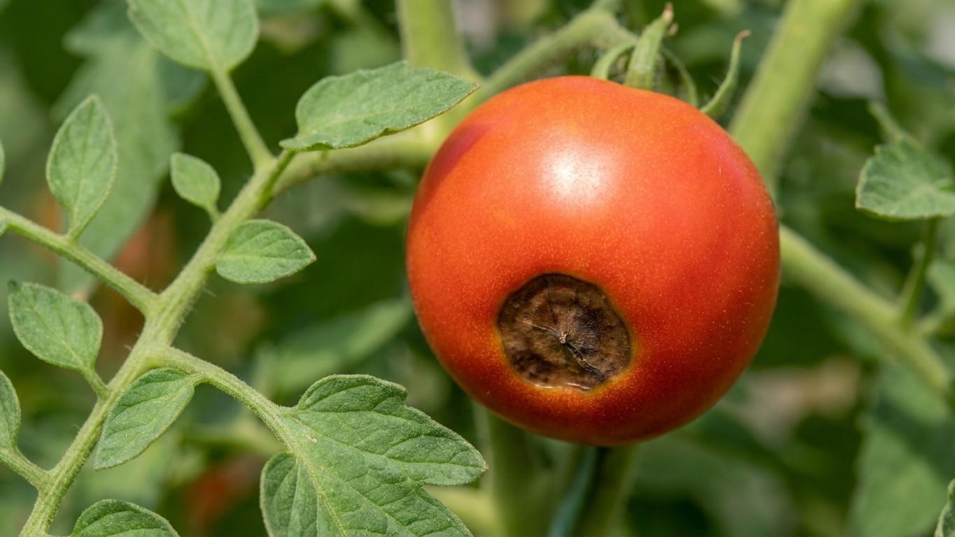 « Je traitais mes tomates contre une maladie qui n'existe pas » : cette tache noire au bout du fruit vient en réalité de m...