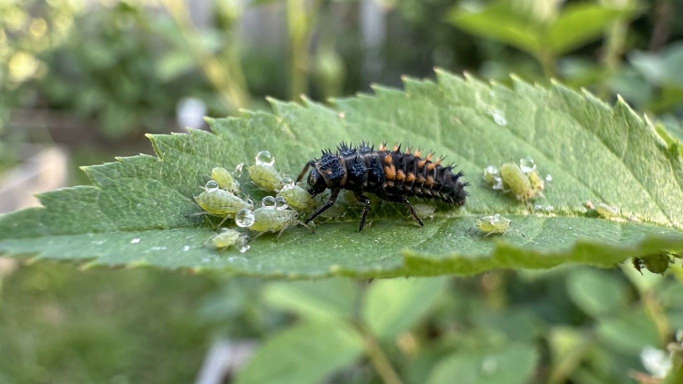 Mon voisin lâche ses coccinelles au jardin toujours au même moment chaque printemps : quand il m'a expliqué pourquoi, j'ai...