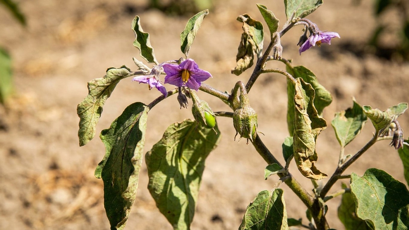 Beaucoup de jardiniers traitent leurs aubergines en août sans savoir que le produit ne peut rien y faire : le coupable n’e...