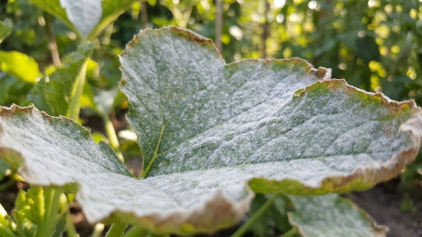 J'ai pulvérisé du lait dilué sur mes courgettes couvertes de blanc tout le mois d'août : dix jours plus tard, les feuilles...