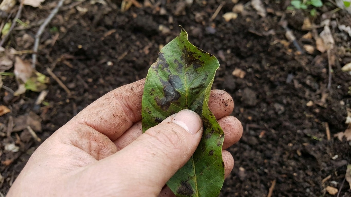 J'ai vidé toutes les feuilles de mon noyer dans le composteur en octobre juste pour ne rien jeter : au printemps, en repiq...