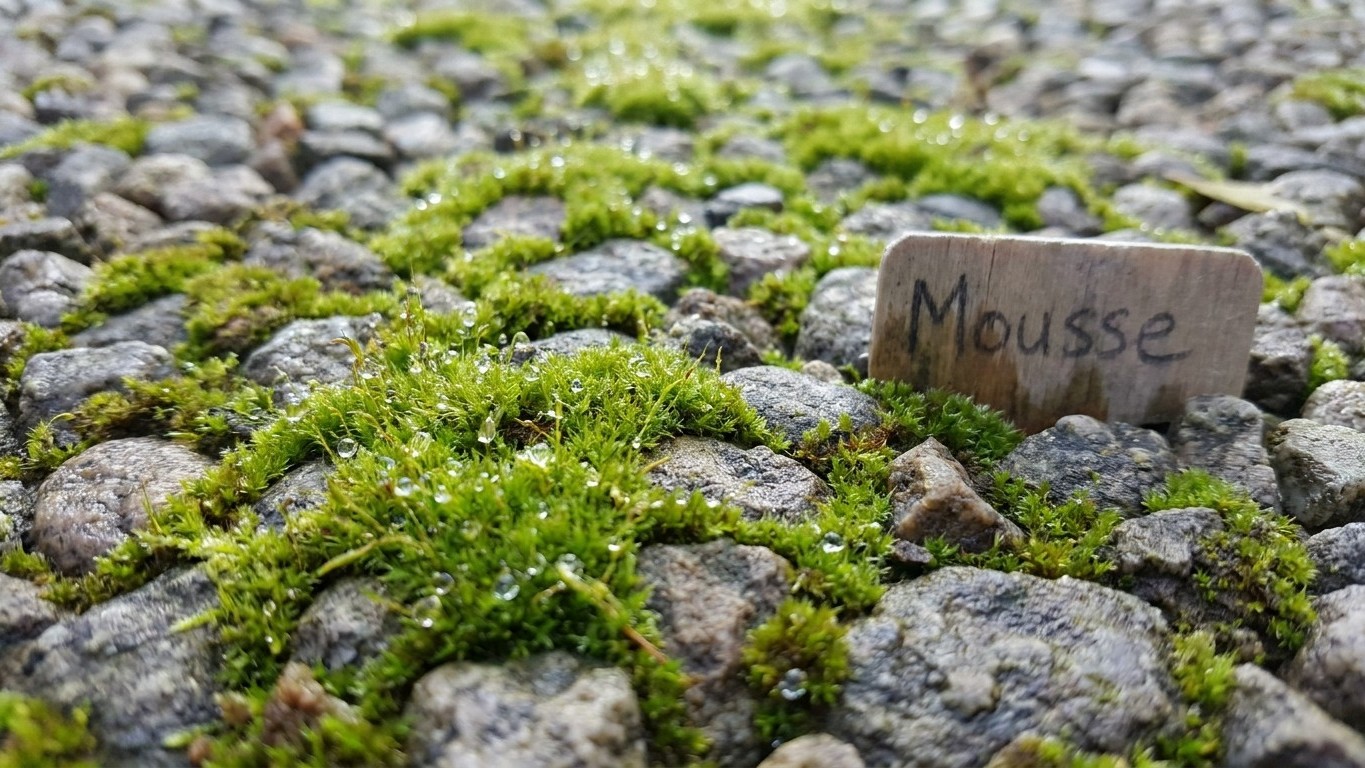 « Je pensais que mon géotextile faisait le travail » : pourquoi la mousse revient toujours dans une allée en gravier au bo...
