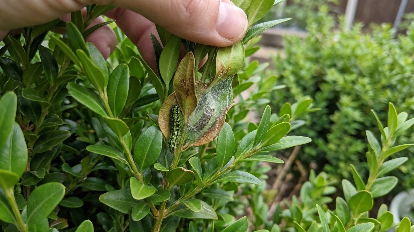 « Je pulvérisais mes buis tous les huit jours » : ce qui grossissait au cœur des branches pendant ce temps-là