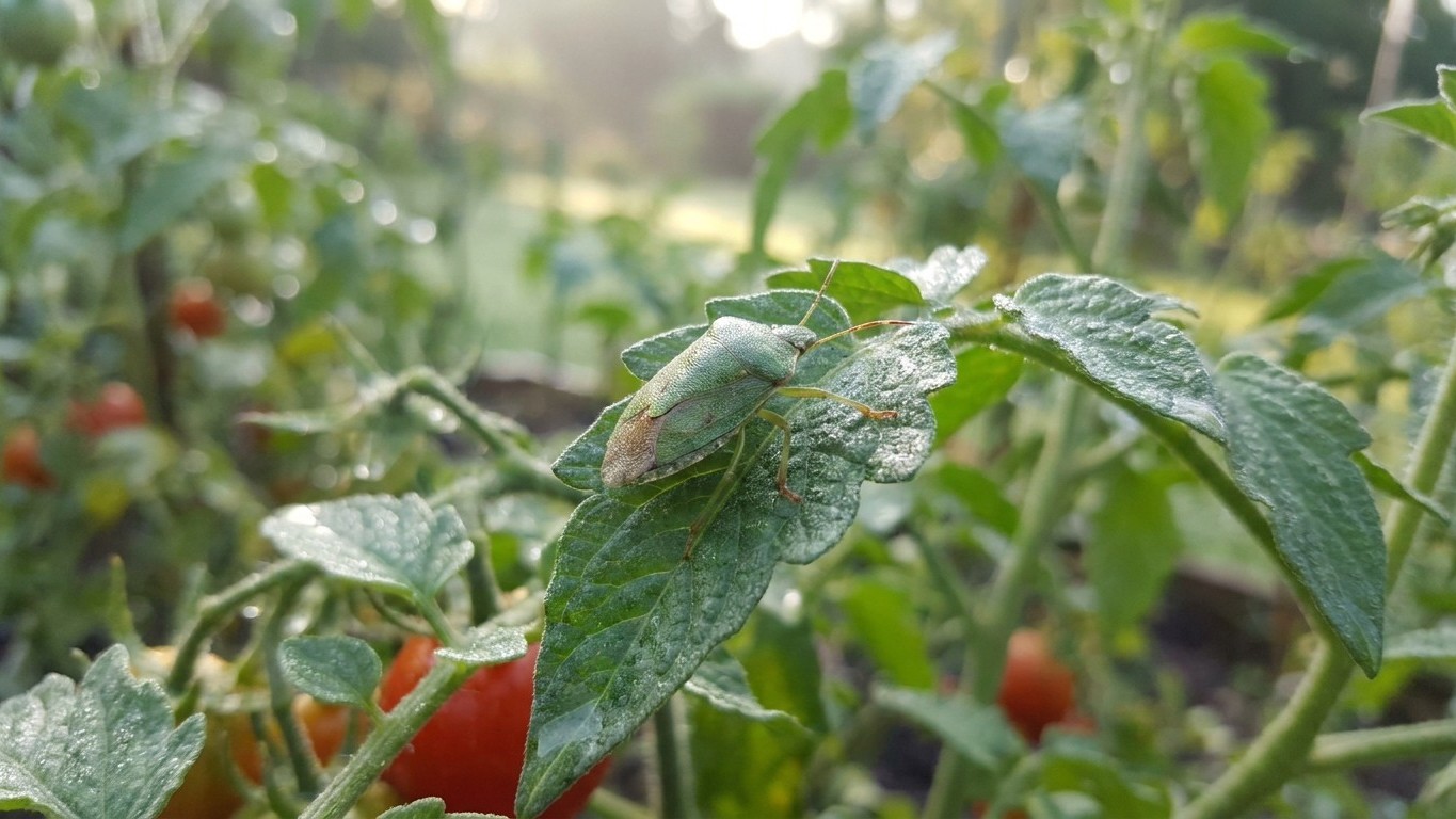 Mon voisin secoue ses pieds de tomates au-dessus d'une bassine d'eau savonneuse chaque matin d'août et ce n'est pas pour l...
