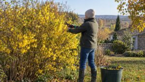 Arbuste fleuri pour haie : les espèces à choisir selon la saison et le sol