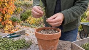 Bouture thym lavande : technique et timing pour réussir