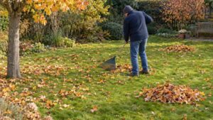 Faut-il ramasser les feuilles mortes sur la pelouse ? Ce qu'on risque à les laisser et ce qu'on peut en faire