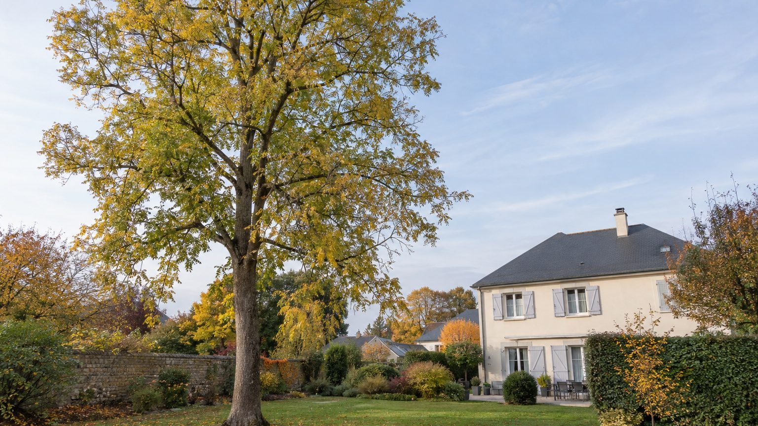 Frêne près d'une maison : racines et distance à respecter