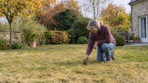 Gazon en sécheresse : dormance ou mort, comment trancher ?