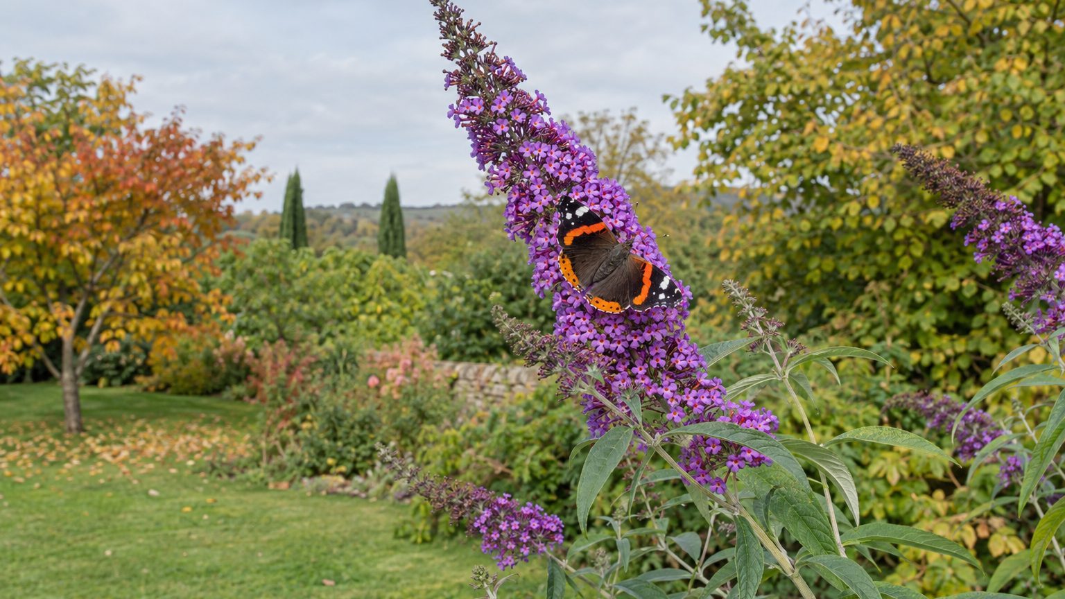 L'arbre à papillon : beau pour les papillons, envahissant pour la nature