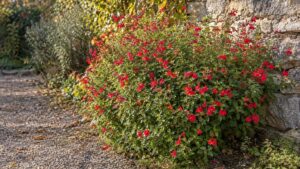 Salvia microphylla : plantation, taille et entretien d'une sauge qui fleurit tout l'été